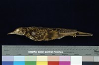 藏品(虎鶇)的圖片